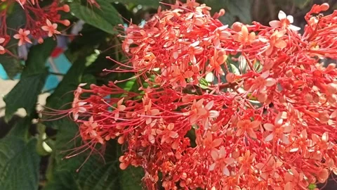 Rice fields with lots of plants on the edge Video stock 149802591
