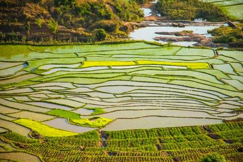 Rice fields in Madagascar in early spring. Stock Photos