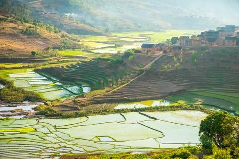Rice fields in Madagascar in early spring. Stock Photos