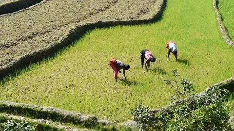 Rice fields madagascar Stockbeeldmateriaal 101184758