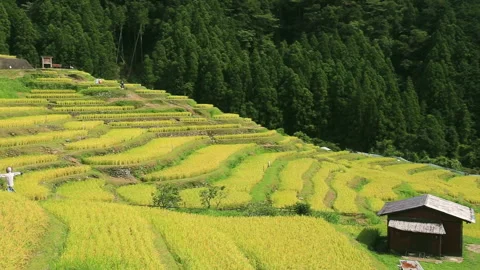 Rice Fields of Maruyama Senmaida Stock Footage 332479959