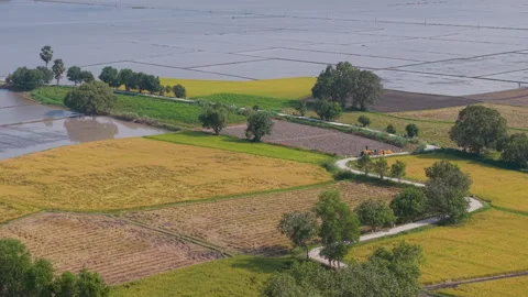 Rice fields in Mekong Delta, Tri Ton Ta Pa, An Giang province, Vietnam Video stock 327216302