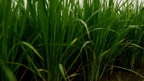 Rice fields in the morning Stock Footage 116853793