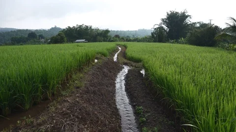 Rice fields in the morning Stock Footage 116854480