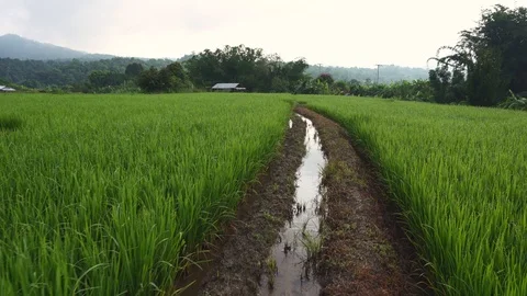 Rice fields in the morning Stock Footage 116854505