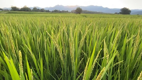 Rice fields in the morning Stock Footage 118641161