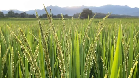Rice fields in the morning Video stock 118641162