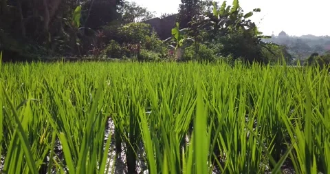 Rice Fields In The Morning Stock Footage