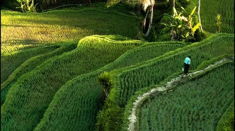 Rice fields in the morning Stock Footage 249861165