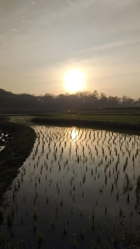 Rice Fields Morning Scenery Stock Footage 341456447