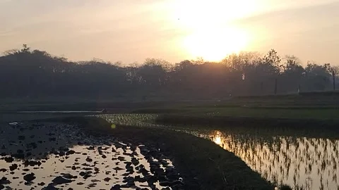 Rice Fields Morning Scenery Landscape Stock Footage 341456537