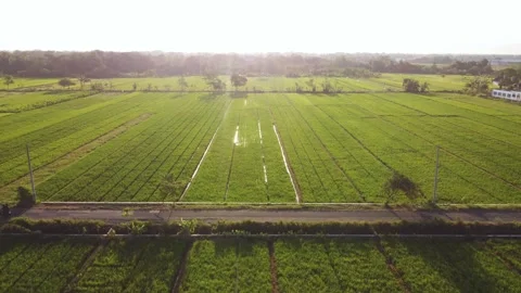 Rice fields with motorcycle on rural road at golden hour Stock Footage 341545383