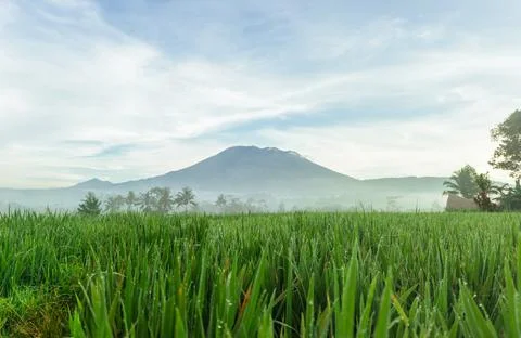 Rice Fields with Mount Agung Volcano at Sunrise Stock Photos
