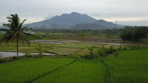 Rice fields with mountain background Video stock 232443769
