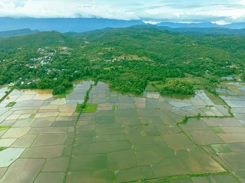 Rice Fields at Mountain Base with Forest Stock Photos