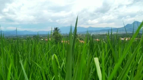 Rice fields on the mountain Video stock 236795078