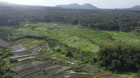 Rice fields mountain orbit 스톡 동영상 329884694