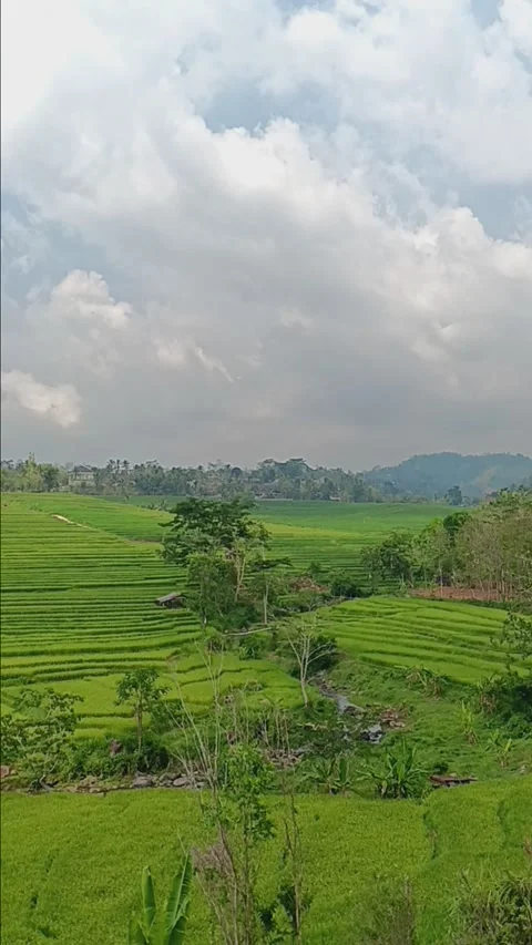 Rice fields on the mountain slopes Stock Footage 285016736
