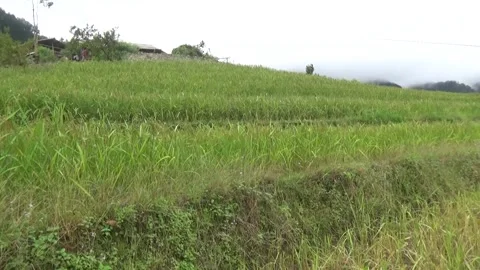 Rice fields in the mountain of Vietnam Stock Footage 320162332