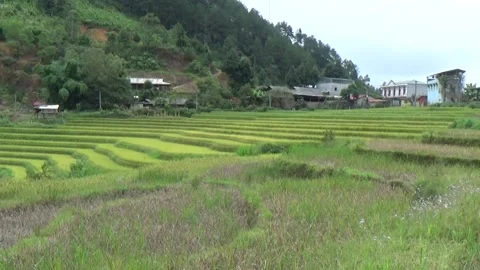 Rice fields in the mountain of Vietnam Video stock 320162380