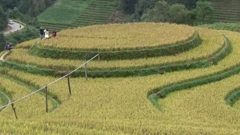 Rice fields in the mountain of Vietnam Stock Footage 320163069