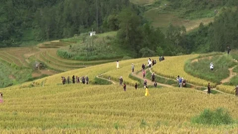 Rice fields in the mountain of Vietnam Stock Footage 320163154