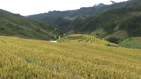 Rice fields in the mountain of Vietnam Video stock 320163274