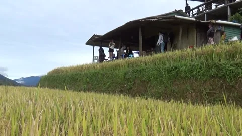 Rice fields in the mountain of Vietnam Stock Footage 320163466