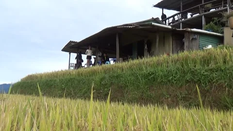 Rice fields in the mountain of Vietnam Stock Footage 320163467