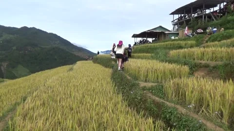 Rice fields in the mountain of Vietnam Stock Footage 320163835