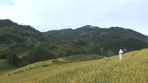 Rice fields in the mountain of Vietnam Stock Footage 320163843