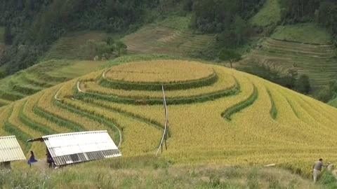 Rice fields in the mountain of Vietnam Stock Footage 320163933