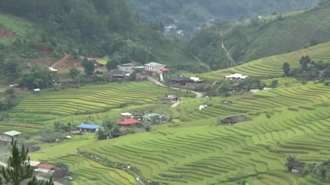 Rice fields in the mountain of Vietnam Stock Footage 320164095