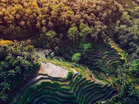 Rice fields on the mountain ,the view from the top Stock Photos