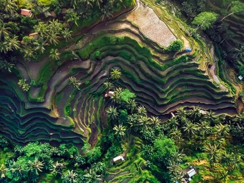 Rice fields on the mountain ,the view from the top Stock Photos