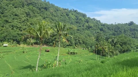 Rice fields in the mountains Stock Footage 320096407