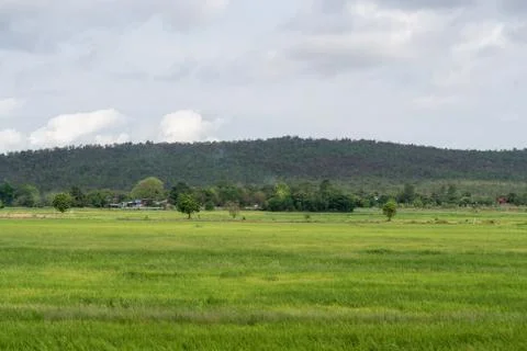 Rice fields with mountains Stock Photos