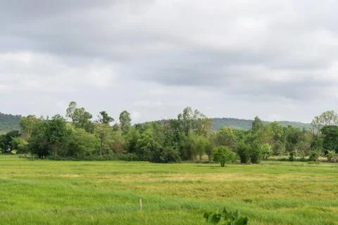 Rice fields with mountains Stock Photos