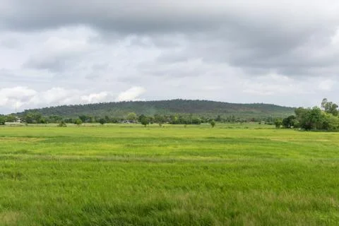 Rice fields with mountains Stock Photos