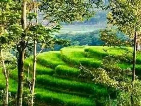 Rice fields in the mountains Stock Photos