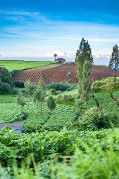 Rice fields in the mountains Stock Photos