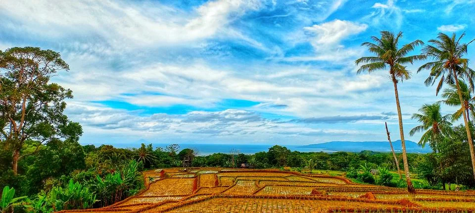 Rice fields in the mountains 写真素材