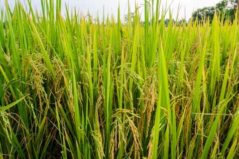 Rice fields with moutain background in blue sky. 写真素材