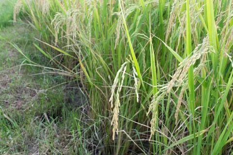 Rice fields with moutain background in blue sky. 写真素材