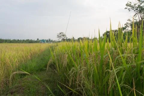 Rice fields with moutain background in blue sky. 写真素材
