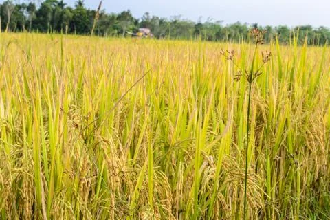 Rice fields with moutain background in blue sky. 写真素材