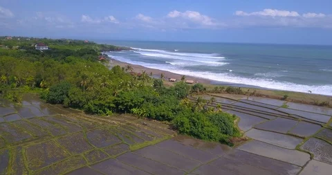 Rice Fields near Ocean Stock Footage 96010778