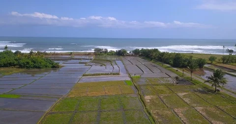 Rice Fields near Ocean Stock Footage 96010827