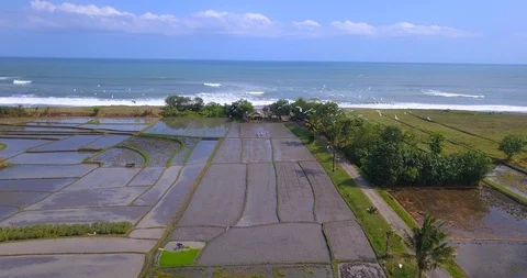 Rice Fields near Ocean Stock Footage 96010899