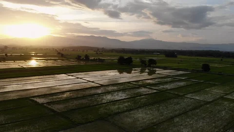 Rice Fields in North Thailand at Sunset, Chiang Rai, Thailand Stock Footage 121932316